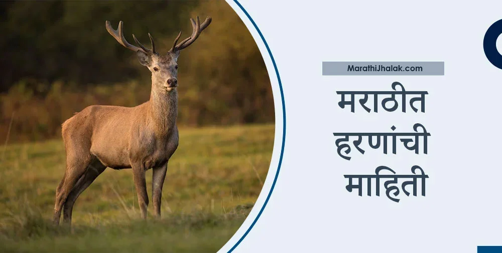 essay in marathi on deer