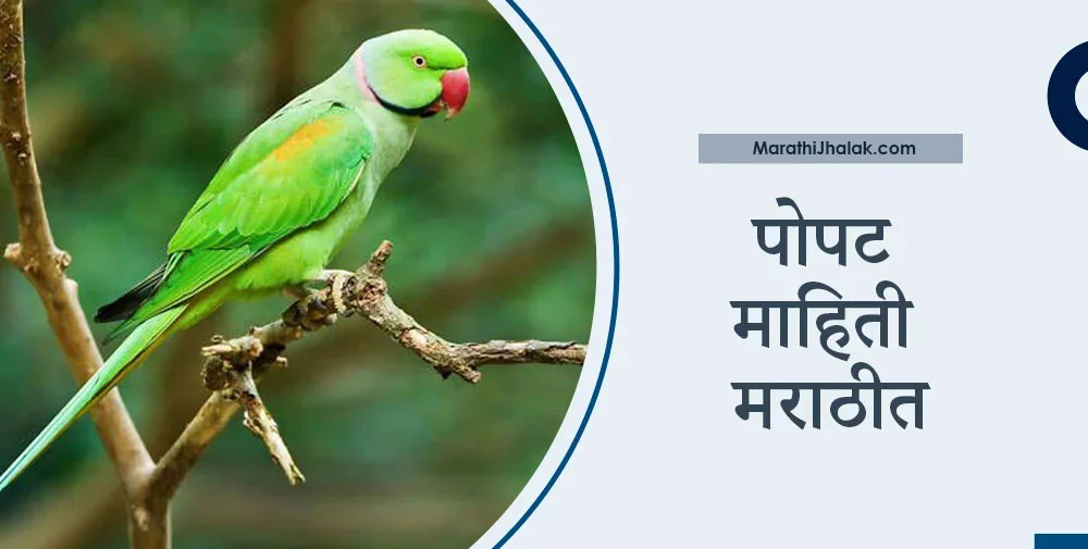 पोपट माहिती मराठीत | Parrot Information In Marathi - Marathi Jhalak