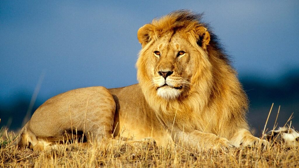 Lion Information In Marathi | सिंह: जंगलाचा राजा - संपूर्ण माहिती