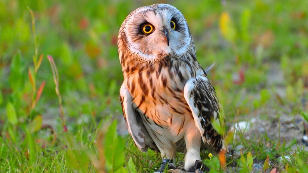 Owl Information In Marathi | घुबड माहिती मराठीत