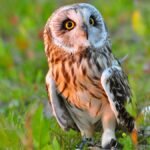 घुबडाविषयी माहिती: एक रहस्यमय पक्ष्याचे विश्व (Owl Information in Marathi)