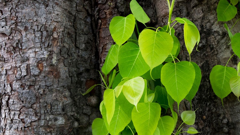 Peepal Tree Information in Marathi