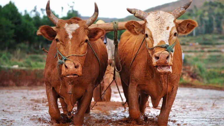 ox information in marathi