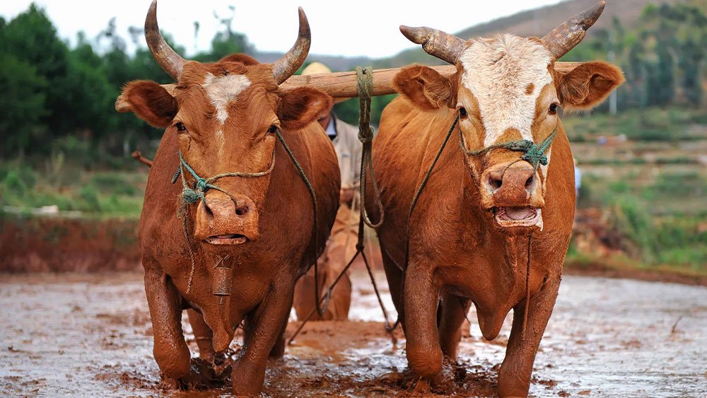 ox information in marathi