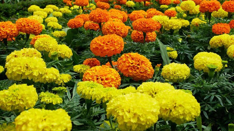 marigold information in marathi
