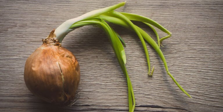 onion information in marathi