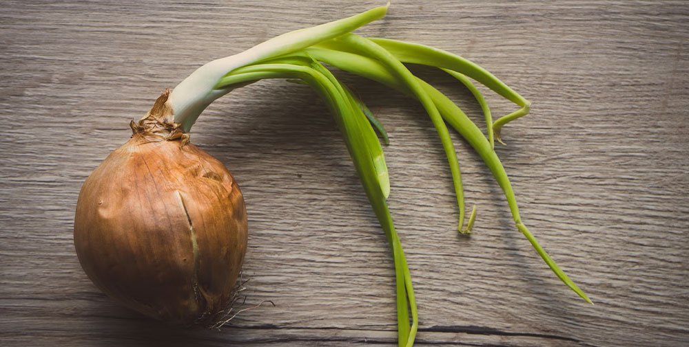 onion information in marathi