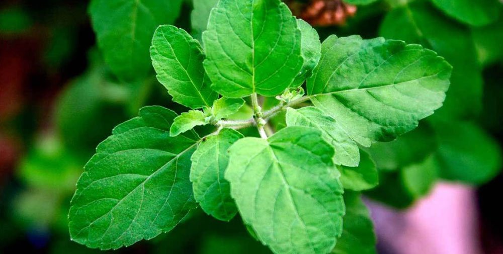 tulsi information in marathi