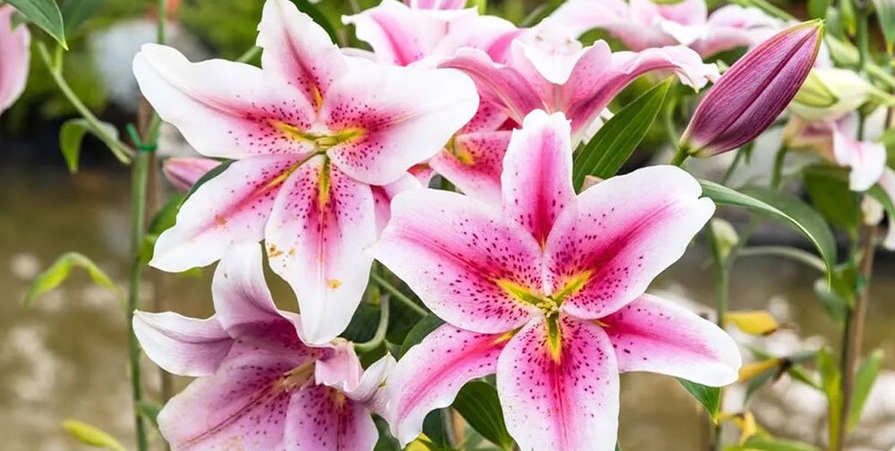 lily flower information in marathi