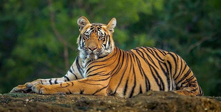 tiger information in marathi