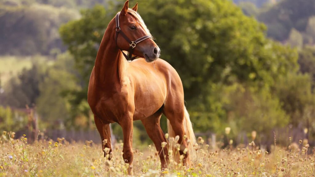 horse information in marathi