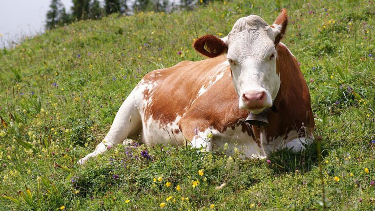 cow information in marathi