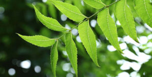 kadunimb information in marathi