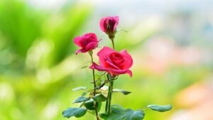 rose information in marathi
