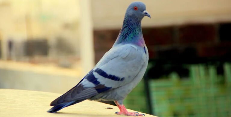 kabutar information in marathi