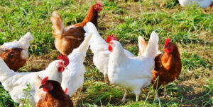 kukut palan information in marathi