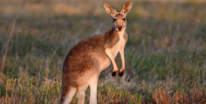 kangaroo information in marathi