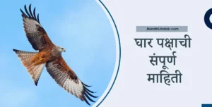 kite bird information in marathi