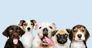 dog information in marathi